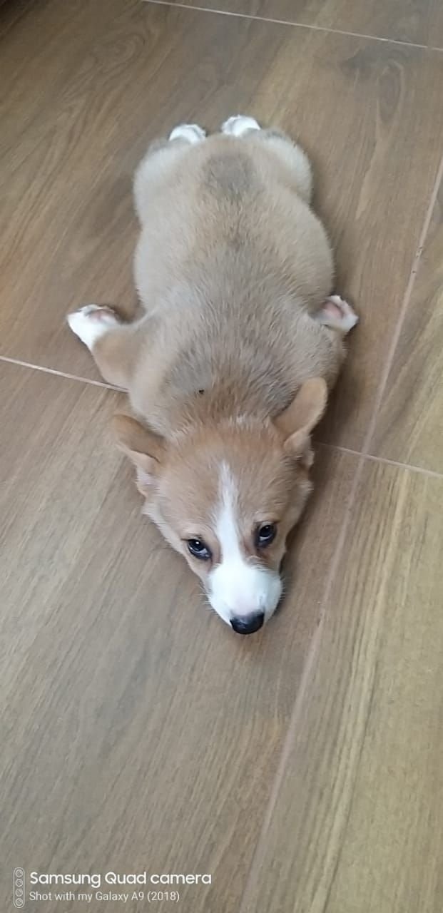 DogsIndia.com - Pembroke Welsh Corgi - Arun Kumar
