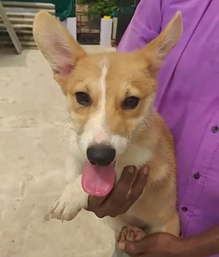 DogsIndia.com - Welsh Corgi - Arunkumar
