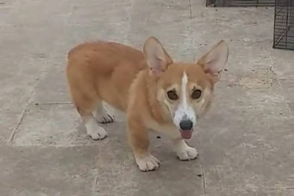 DogsIndia.com - Welsh Corgi - Arunkumar