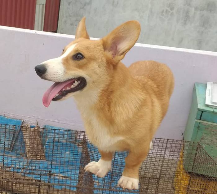 DogsIndia.com - Welsh Corgi - Arunkumar