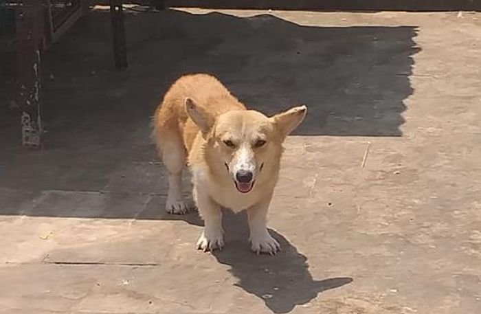 DogsIndia.com - Welsh Corgi - Arunkumar