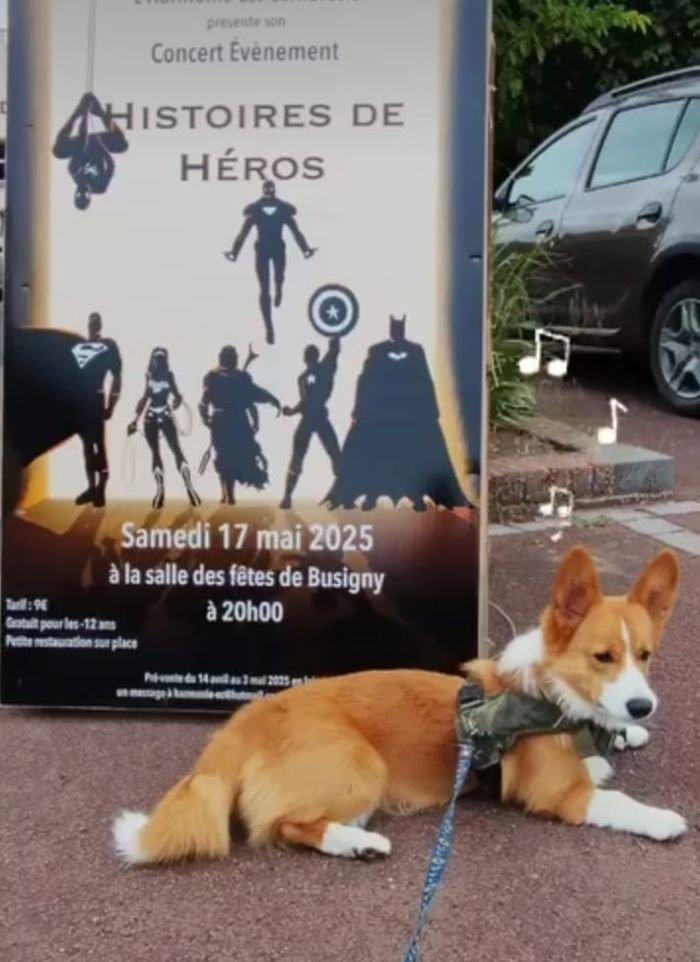 DogsIndia.com  Pembroke Welsh Corgi  Shade's  Derick