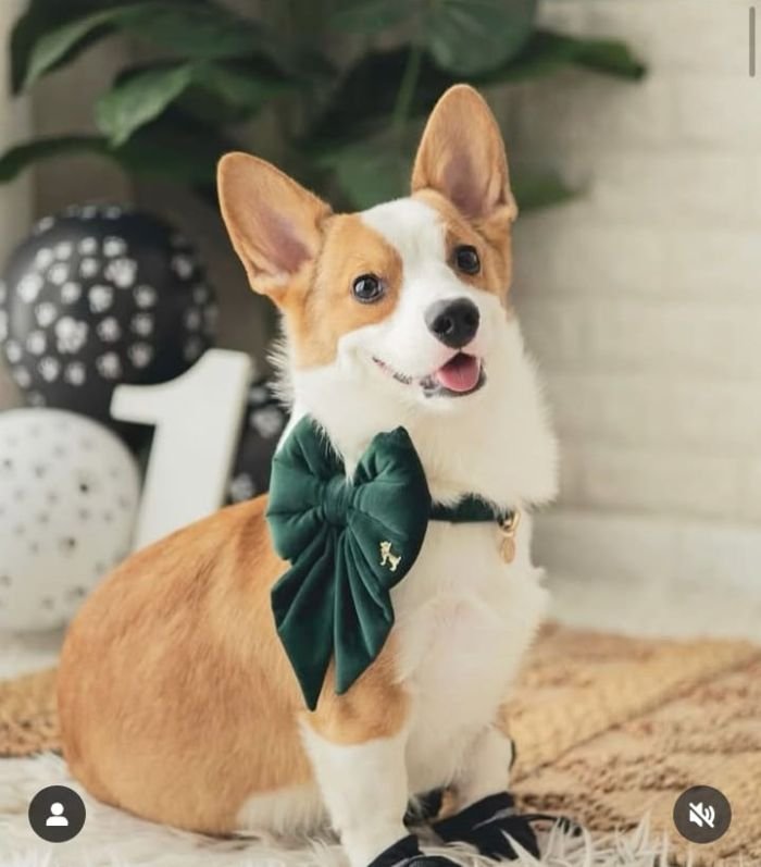 DogsIndia.com  Pembroke Welsh Corgi  Shade's  Derick
