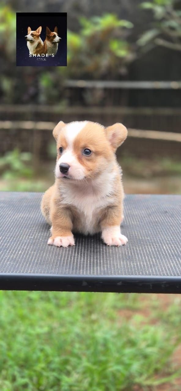 DogsIndia.com  Pembroke Welsh Corgi  Shade's  Derick