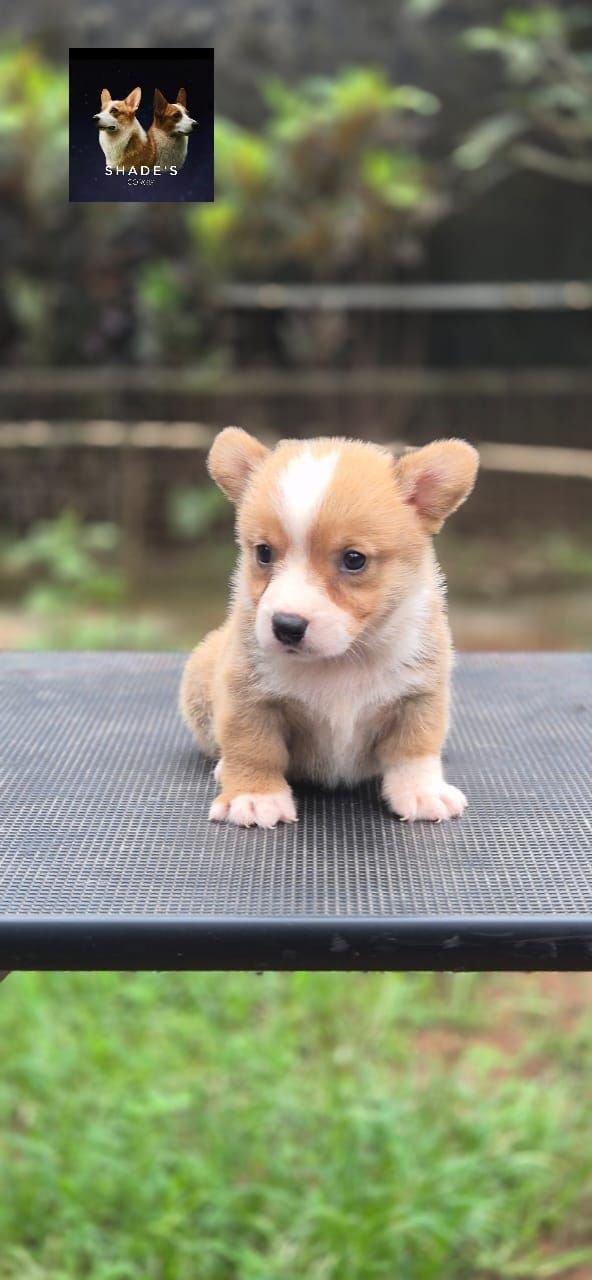 DogsIndia.com  Pembroke Welsh Corgi  Shade's  Derick