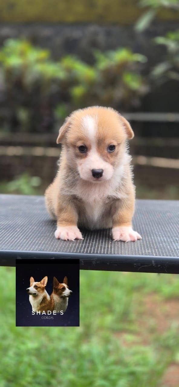 DogsIndia.com  Pembroke Welsh Corgi  Shade's  Derick