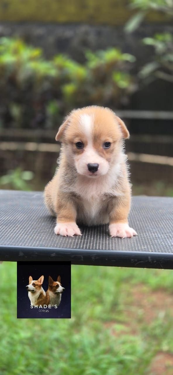 DogsIndia.com  Pembroke Welsh Corgi  Shade's  DerickDogsIndia.com  Pembroke Welsh Corgi  Shade's  Derick