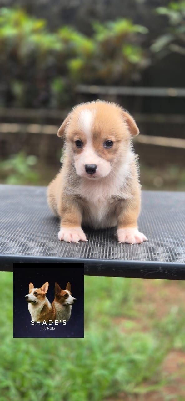 DogsIndia.com  Pembroke Welsh Corgi  Shade's  Derick