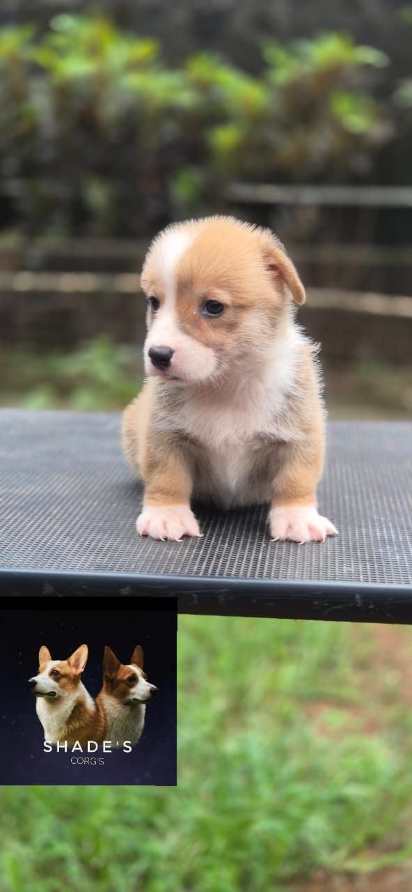 DogsIndia.com  Pembroke Welsh Corgi  Shade's  Derick