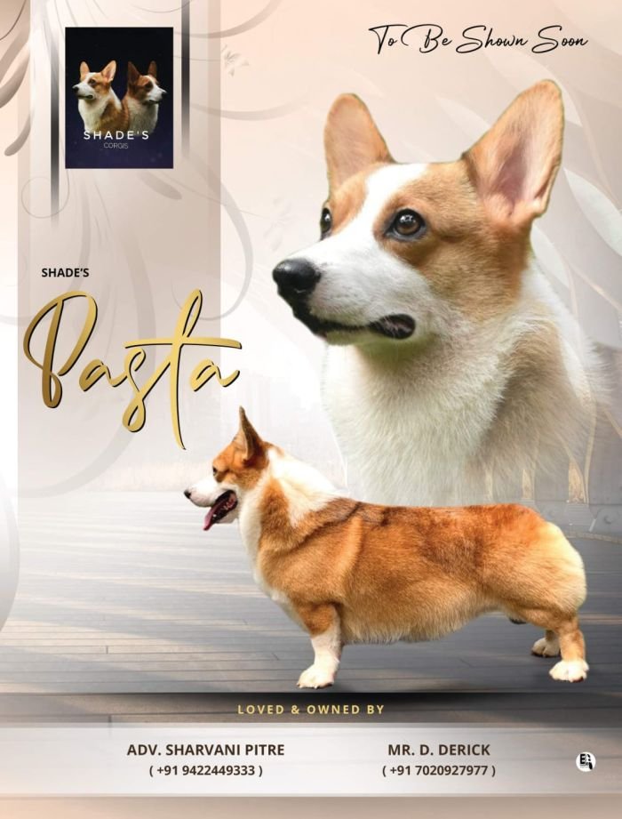 DogsIndia.com  Pembroke Welsh Corgi  Shade's  Derick