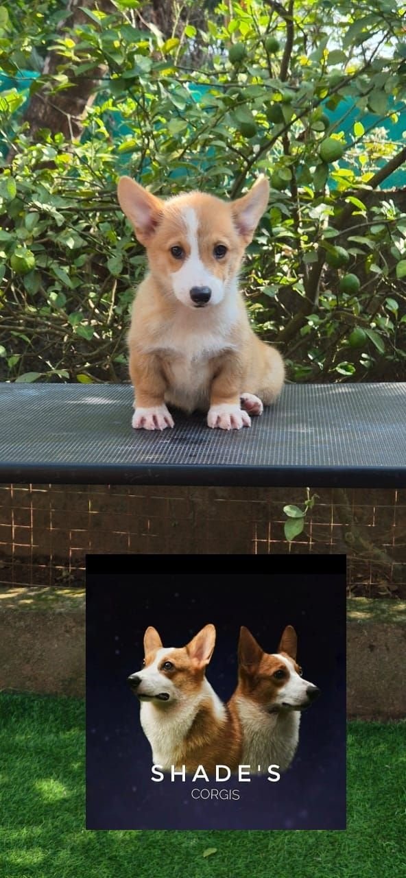 DogsIndia.com  Pembroke Welsh Corgi  Shade's  Derick