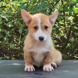 DogsIndia.com  Pembroke Welsh Corgi  Shade's  Derick