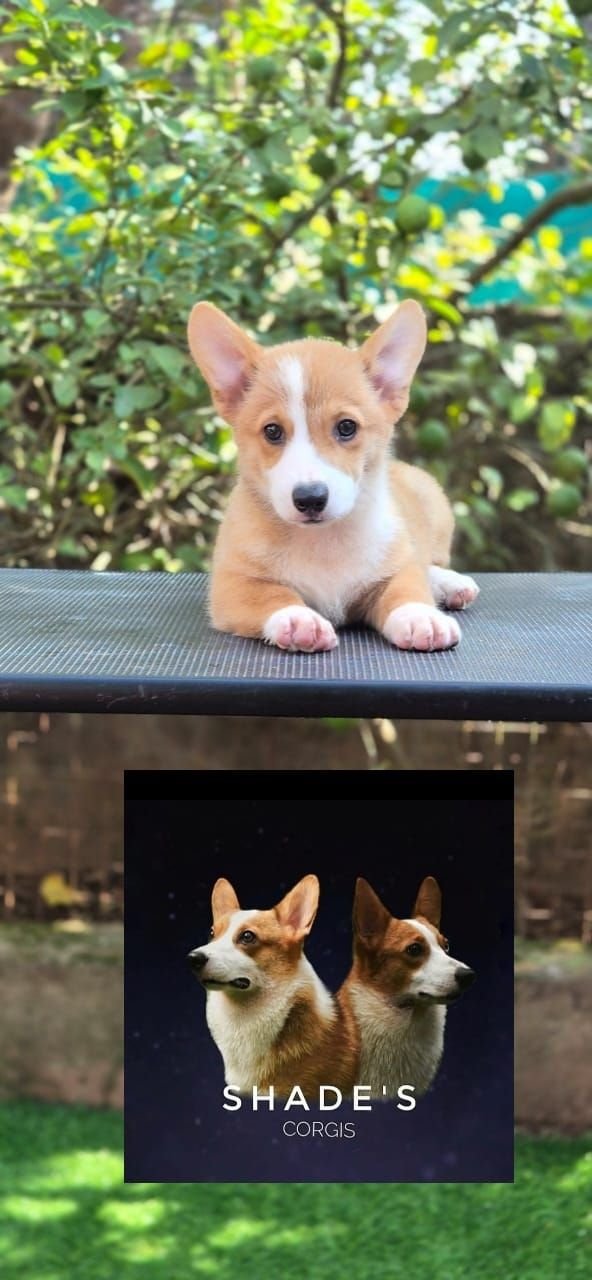 DogsIndia.com  Pembroke Welsh Corgi  Shade's  Derick