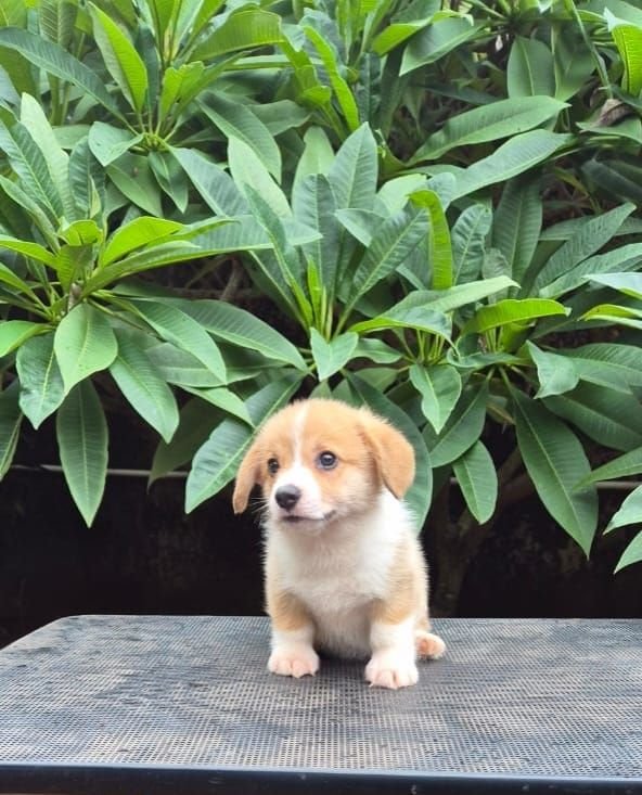 DogsIndia.com  Pembroke Welsh Corgi  Shade's  Derick