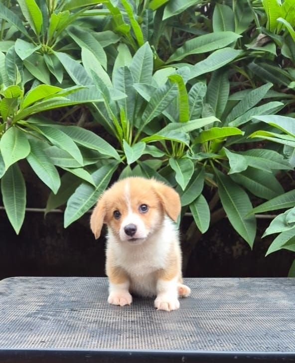 DogsIndia.com Pembroke Welsh Corgi Shade's Derick