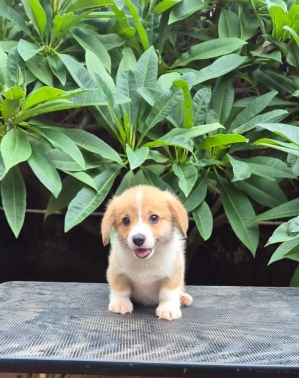 DogsIndia.com  Pembroke Welsh Corgi  Shade's  Derick