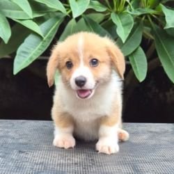 DogsIndia.com  Pembroke Welsh Corgi  Shade's  Derick