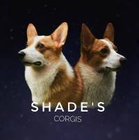 DogsIndia.com - Pembroke Welsh Corgi - Shade's - Derick