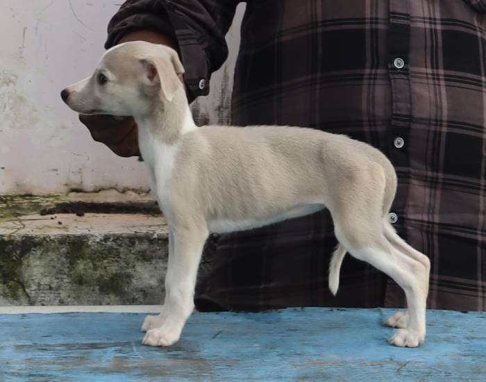 DogsIndia.com - Whippet - Fiero Kennels - Prabhu