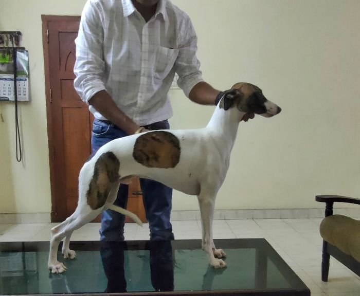 DogsIndia.com Whippet Kingshill
