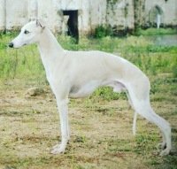 DogsIndia.com - Whippet - Nihal