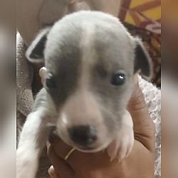 DogsIndia.com - Whippet - Nihal - Hayesberg