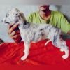 DogsIndia.com - Whippet - Nihal