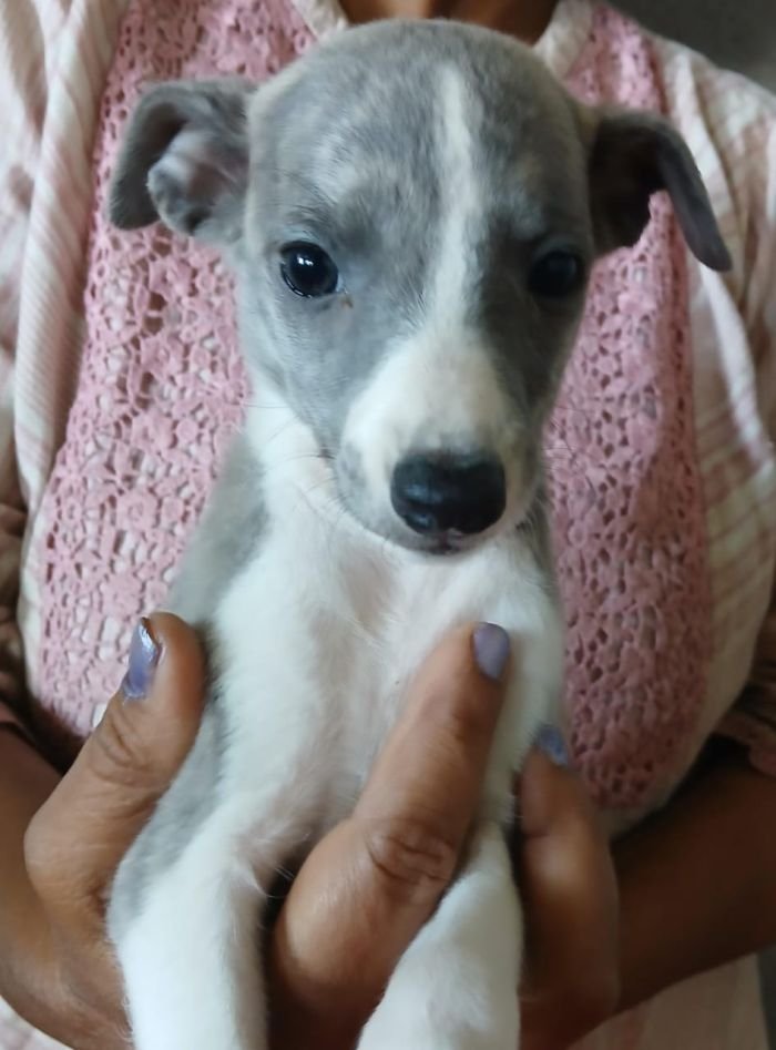 DogsIndia.com - Whippet - Nihal