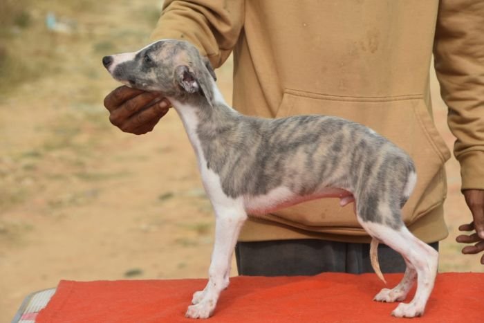 DogsIndia.com - Whippet - Nihal