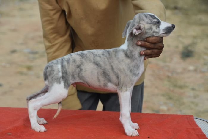 DogsIndia.com - Whippet - Nihal