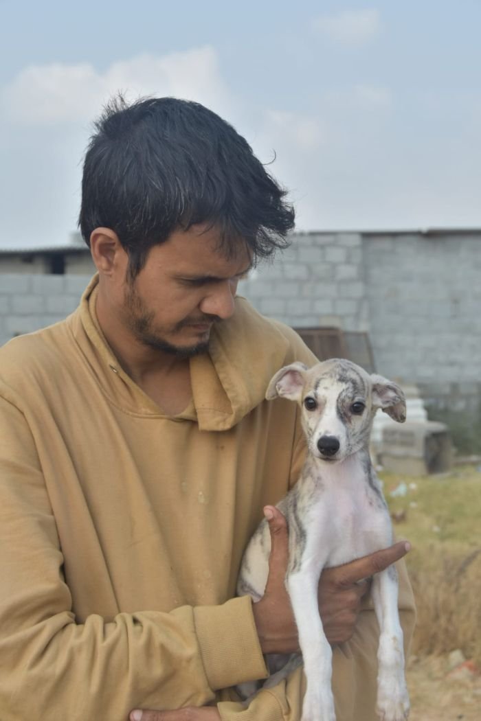 DogsIndia.com - Whippet - Nihal