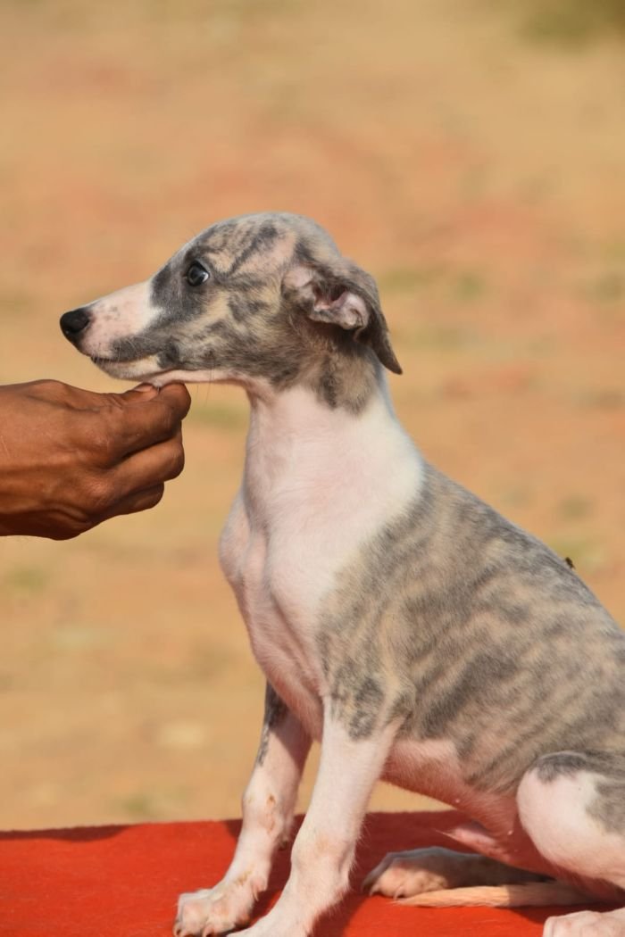 DogsIndia.com - Whippet - Nihal