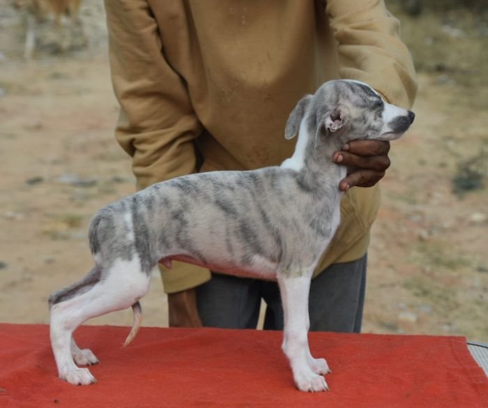 DogsIndia.com - Whippet - Nihal