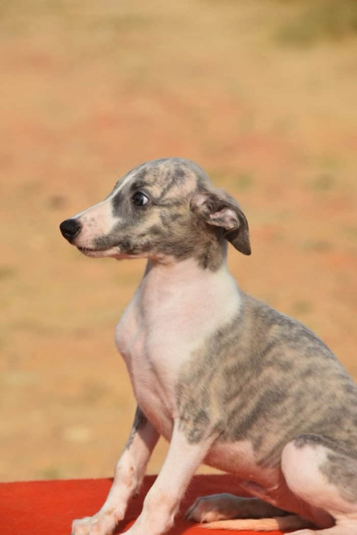 DogsIndia.com - Whippet - Nihal