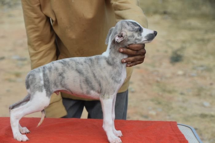 DogsIndia.com - Whippet - Nihal