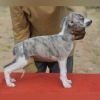 DogsIndia.com - Whippet - Nihal