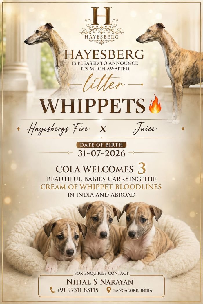 DogsIndia.com - Whippet - Nihal - Hayesberg