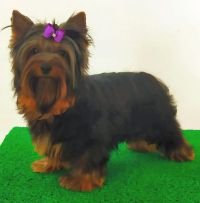 DogsIndia.com - Yorkshire Terrier - Rago's Kennel - Saravanan