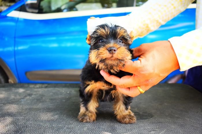 DogsIndia.com  Yorkshire Terrier  Rago's Kennel  Saravanan