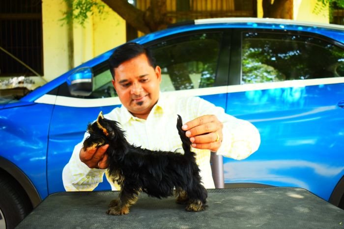 DogsIndia.com  Yorkshire Terrier  Rago's Kennel  Saravanan