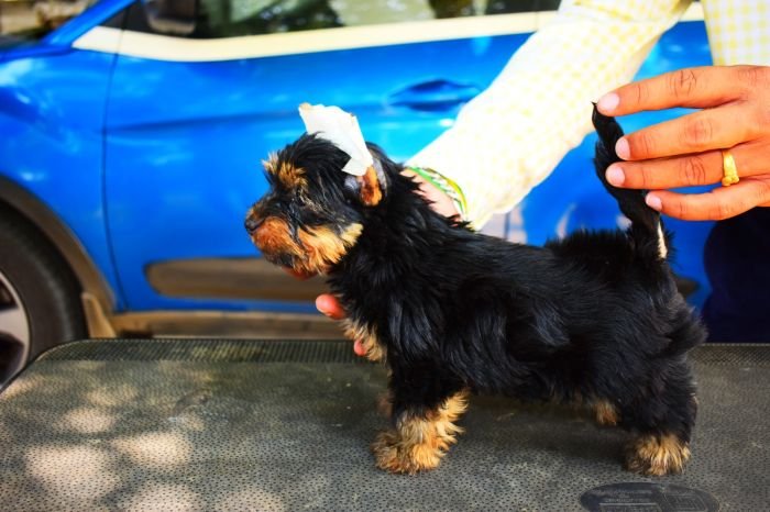 DogsIndia.com  Yorkshire Terrier  Rago's Kennel  Saravanan