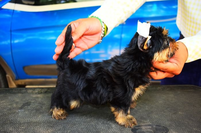 DogsIndia.com  Yorkshire Terrier  Rago's Kennel  Saravanan