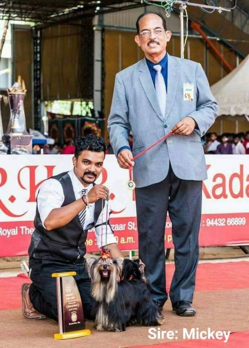 DogsIndia.com  Yorkshire Terrier  Rago's Kennel  Saravanan