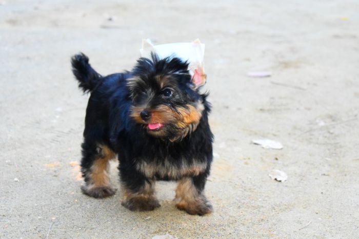 DogsIndia.com  Yorkshire Terrier  Rago's Kennel  Saravanan