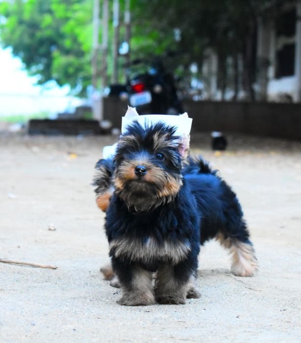 DogsIndia.com  Yorkshire Terrier  Rago's Kennel  Saravanan