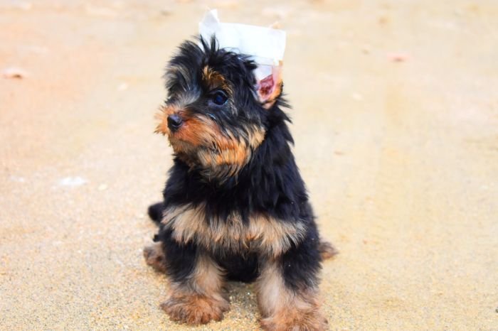 DogsIndia.com  Yorkshire Terrier  Rago's Kennel  Saravanan