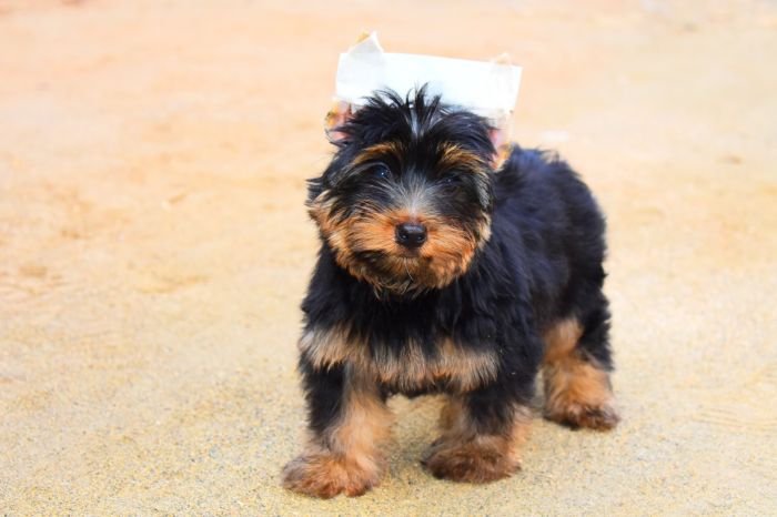 DogsIndia.com  Yorkshire Terrier  Rago's Kennel  Saravanan