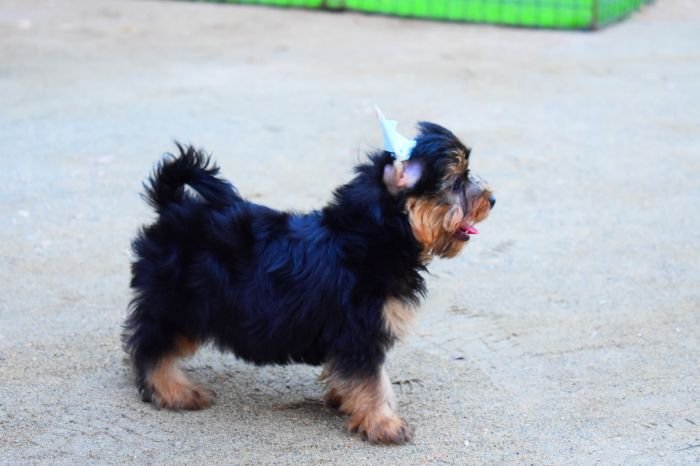 DogsIndia.com  Yorkshire Terrier  Rago's Kennel  Saravanan