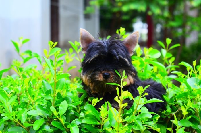 DogsIndia.com  Yorkshire Terrier  Rago's Kennel  Saravanan