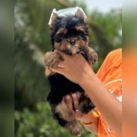 DogsIndia.com - Yorkshire Terrier - Vikram (Shreyas)